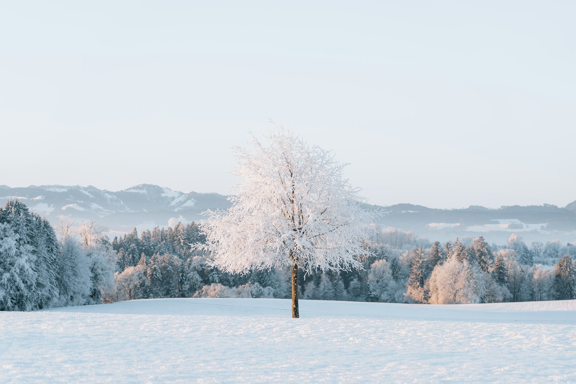 A lone tree in a snowy field with mountains in the background