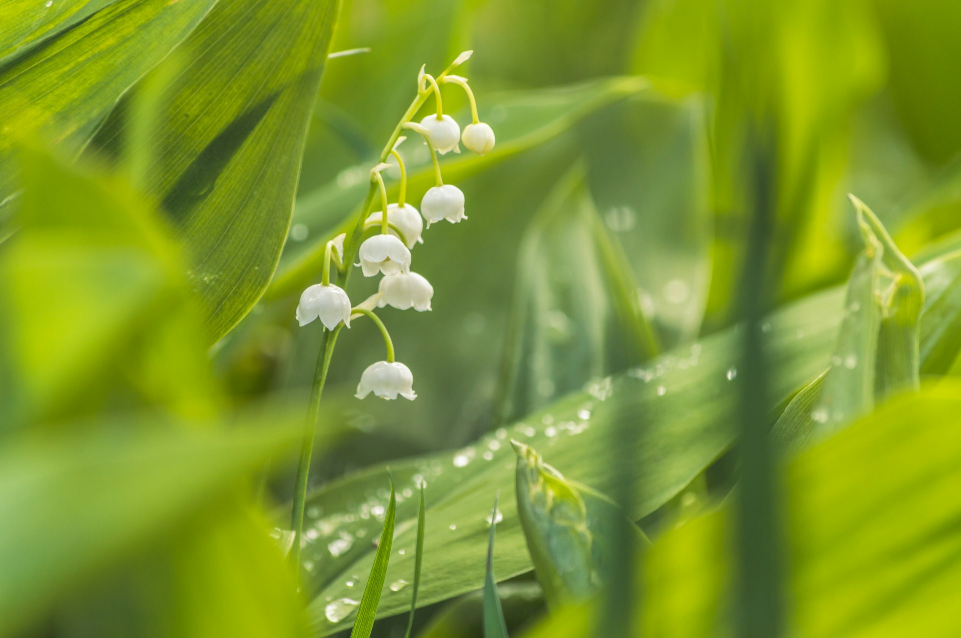 white flower with water droplets